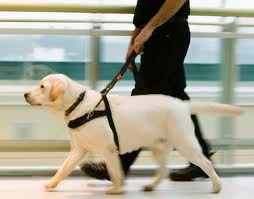 Como treinar cães-guia para pessoas cegas