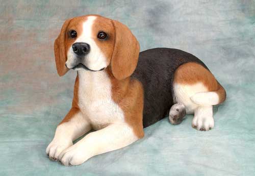 3 Dicas eficientes para adestrar um cão Beagle
