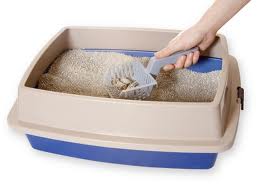 Como ensinar um filhote a usar a caixa de areia