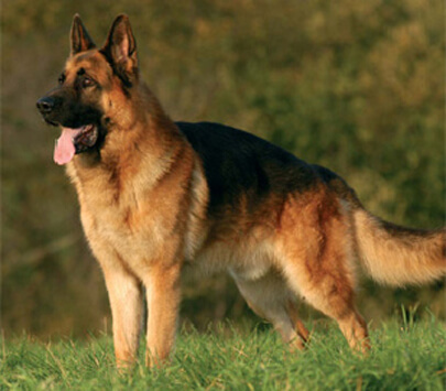 Como ensinar o seu pastor alemão a ser um cão de guarda