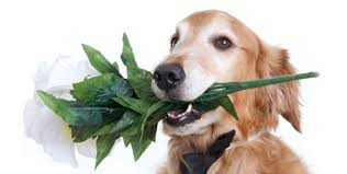 Dicas simples para evitar que o seu cachorro destrua as plantas